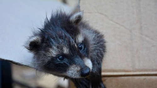 Osterhasen-Figur mit mysteriösem Loch: Mann findet Tierbabys in Dekofigur