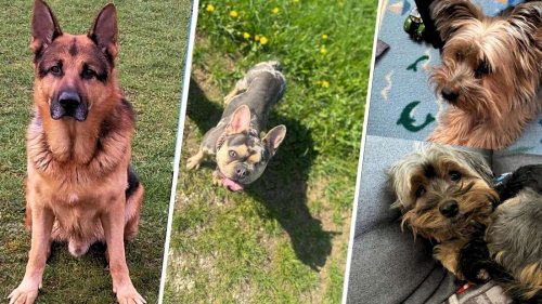 Vermittlung statt Tierheim: Für diese Hunde läuft die Zeit ab
