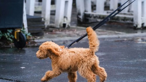 „Gassi-Gehen-Tag“ – fünf gute Gründe für den täglichen Auslauf mit Ihrem Hund