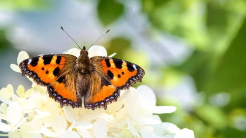 Schmetterlinge anlocken: Zehn Blumen und Sträucher für einen insektenfreundlichen Garten