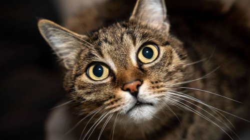Paar holt Katze aus dem Tierheim – Tage später erkennt es das Problem
