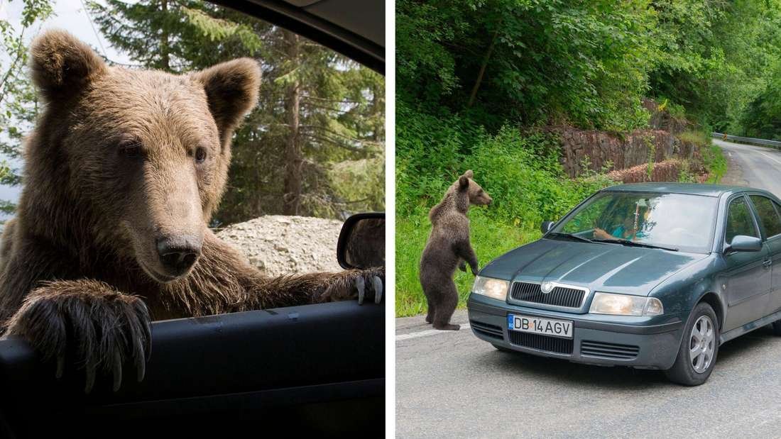 Braunbär-Tourismus boomt in EU-Land: Absurde Angebote sollen Urlauber anlocken – Einheimische besorgt