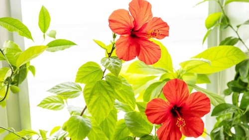 Zimmer- oder Gartenhibiskus? So finden Sie den idealen Standort