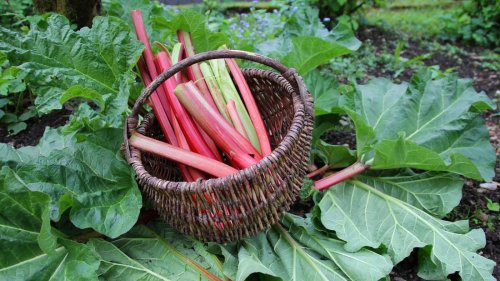 Roter Rhabarber: alles über die aromatischen Erdbeer- und Himbeer-Sorten