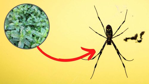 Spinnen vertreiben: Beliebte Pflanze treibt Krabbeltiere in die Flucht