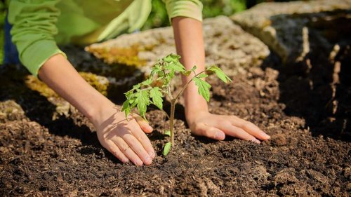 Tomaten im Garten anpflanzen: Diese sieben Schritte garantieren eine üppige Ernte