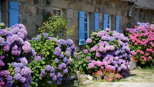 Garten-Tipp: Hortensien blühen dank Küchenabfällen richtig auf