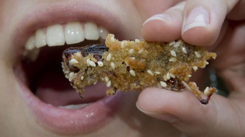 Insekten im Essen sind für bestimmte Allergiker besonders gefährlich