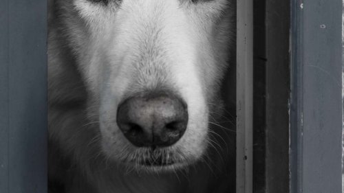 Trauer bei Hunden: Neue Forschung enthüllt emotionale Reaktionen