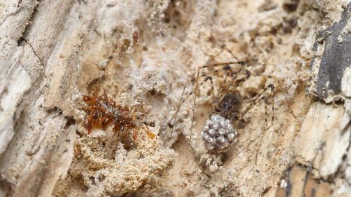 Knochensammler-Raupe trägt Überreste ihrer Beute als Tarnung