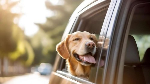 Hund spendet Trost für einsames Herrchen – herzzerreißender Moment im Taxi rührt TikTok-User