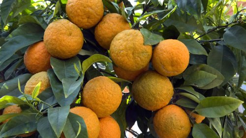 Orangenbaum aus Kern ziehen: In nur 4 Schritten