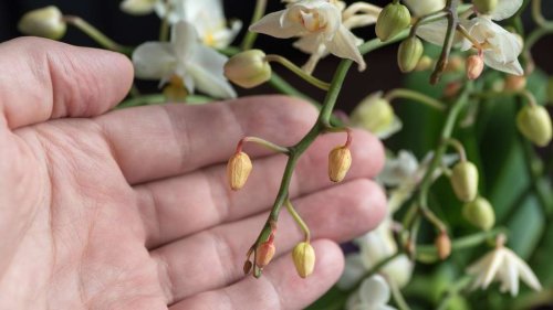 Orchideen pflegen: Wenn Knospen nicht aufgehen