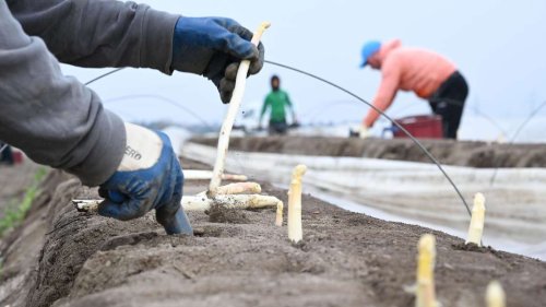 Schuften auf den Feldern: Saisonarbeitskräfte klagen über niedrige Löhne und schlechte Unterkünfte