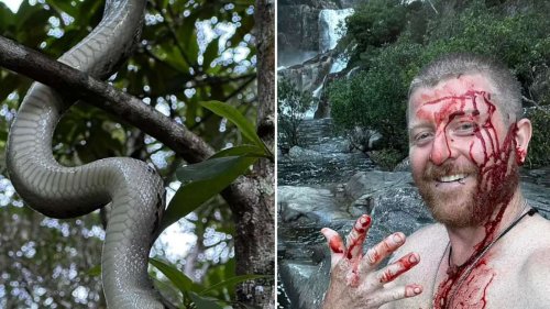 Mega-Python beißt Wanderer in den Kopf – Mann veröffentlicht blutiges Video