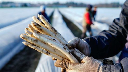 Jetzt können Verbraucher günstig Spargel kaufen