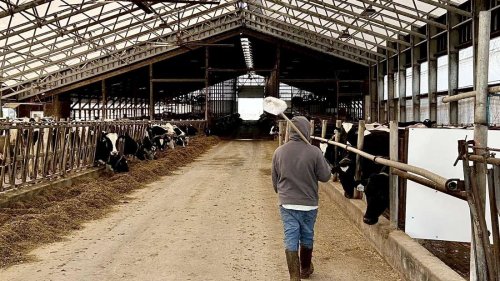 Trumps Kahlschlag bedroht die Landwirtschaft: Kollaps im Kuhstall