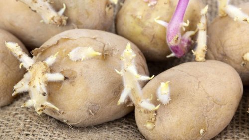 Kartoffeln pflanzen: Optimaler Standort sorgt für große Ernte