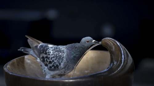 Vögel im Garten: Wie Alufolie Tauben und Co. vertreiben kann