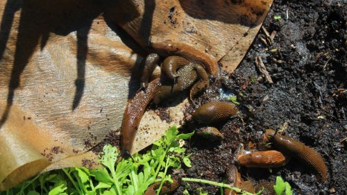 Nacktschnecken im Garten beseitigen: Experte nennt Hausmittel, die Schädlinge vertreiben