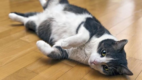 Warum rollt sich meine Katze auf dem Boden, wenn ich nach Hause komme?