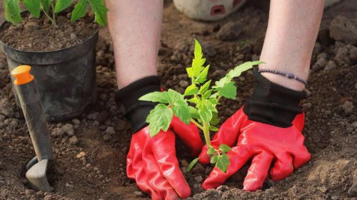 Tomaten pflanzen – ein Trick macht sie kräftiger und sie tragen mehr Früchte