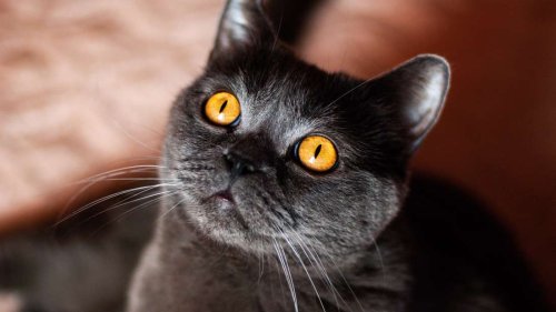 Katzen in Sorge – ihre Besitzerin schläft ungewöhnlich tief: Wie Samtpfoten Veränderungen spüren