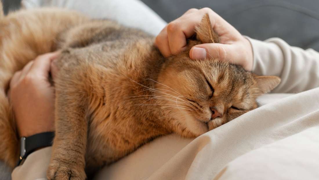 Katze will nicht kuscheln: Mit diesen Tipps wird die Katze zum Schmusetiger