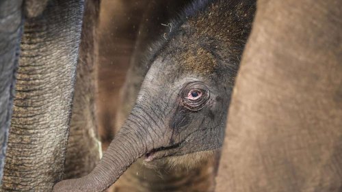 Die Fotos der süßesten Tierbabys 2025 in NRW