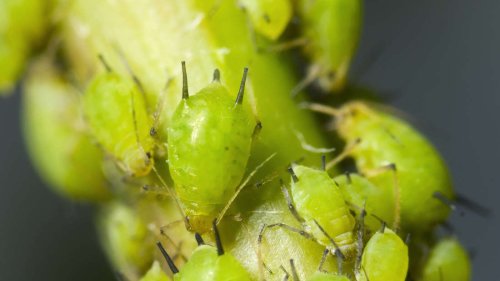 Blattläuse im Garten loswerden: Unterschätztes Hausmittel kann helfen