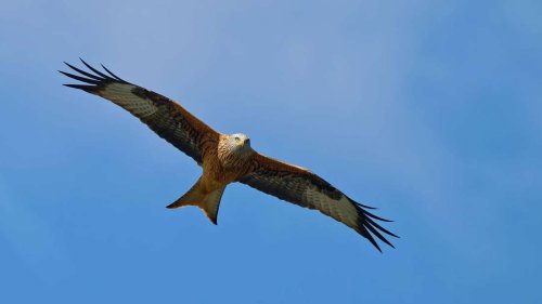 Rotmilan bis Turmfalke: So erkennen Sie heimische Greifvögel