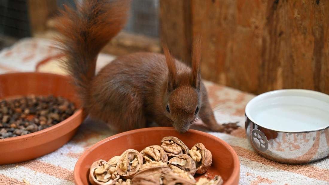 Wenn Eichhörnchen vom Ast fallen: Klimawandel schwächt Tiere