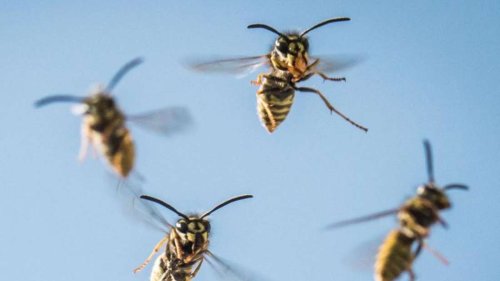 Tipps gegen Wespen: So vertreiben Sie die Insekten ohne Probleme