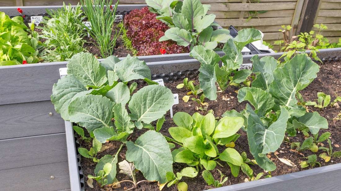 Wie das Hochbeet im ersten Jahr bepflanzen? Salat ist eine schlechte Wahl