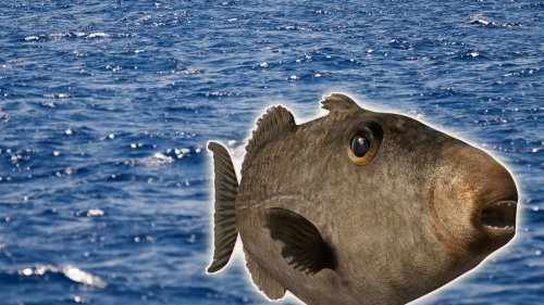 „Einer der krassesten Fische der Welt“ greift derzeit Badegäste im Mittelmeer an