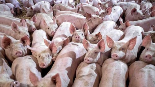 Tausende Schweinemast-Betriebe weg: Fleisch für Deutsche kommt künftig wohl aus dem Ausland