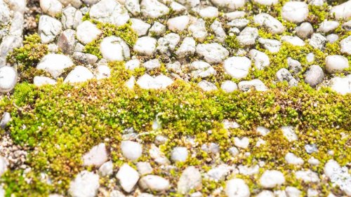 Einfach und schnell – dieses Getränk entfernt Moos, Kalk und Rost