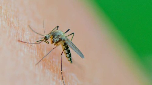 Warentest: Wie gut helfen Insektensprays und Stichheiler?