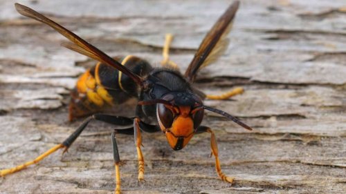 Asiatische Hornisse breitet sich weiter aus: Das müssen Sie wissen