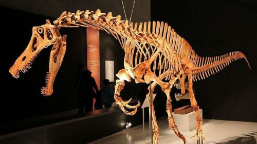 Wertvolle Fossilien in Deutschland: Forscher fordern Rückführung von seltenem Skelett