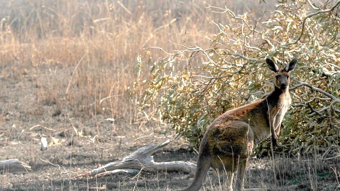 Känguru-Attacke vor der Haustür: Australier schwer verletzt