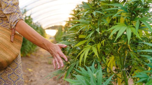 Nicht nur Marihuana – auch der Anbau dieser Pflanzen ist strafbar