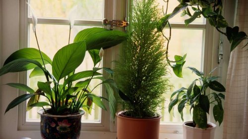 Sind Zimmerpflanzen wirklich so gute Luftreiniger?