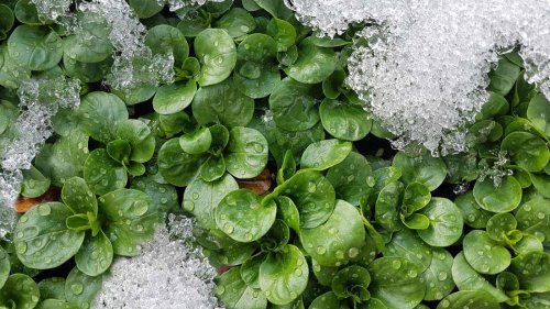 Salatanbau im Winter: Fünf Tipps sollten Sie beachten