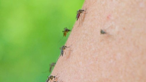 West-Nil-Virus in Großbritannien: Erstmals in einheimischen Mücken nachgewiesen
