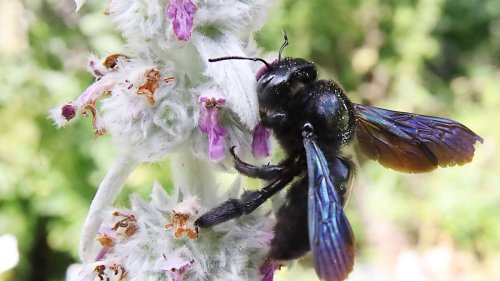 Erste Blaue Holzbienen fliegen wieder: Die größte heimische Biene ist zurück