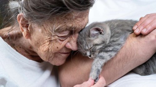 Katze bei verheerenden Waldbränden verschwunden – Wunder und unzählige Tränen folgen
