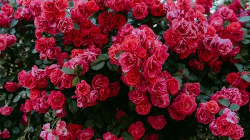 Rosen pflanzen: Das sind die Unterschiede zwischen wurzelnackten Rosen und Containerrosen