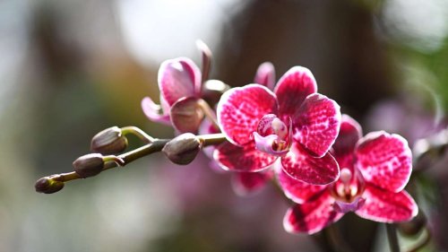 Orchideen wieder zum Blühen bringen - Wie Sie wieder Blüten hervorlocken