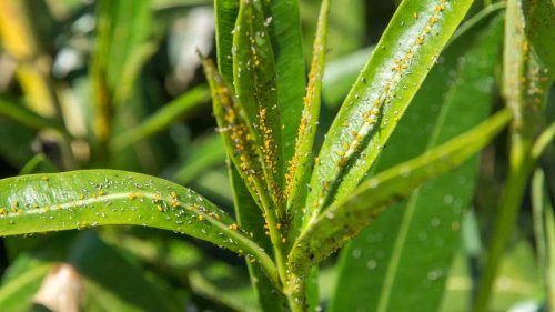 Blattläuse am Oleander: Schützen Sie Ihre Pflanze schnell vor Blütenverlust